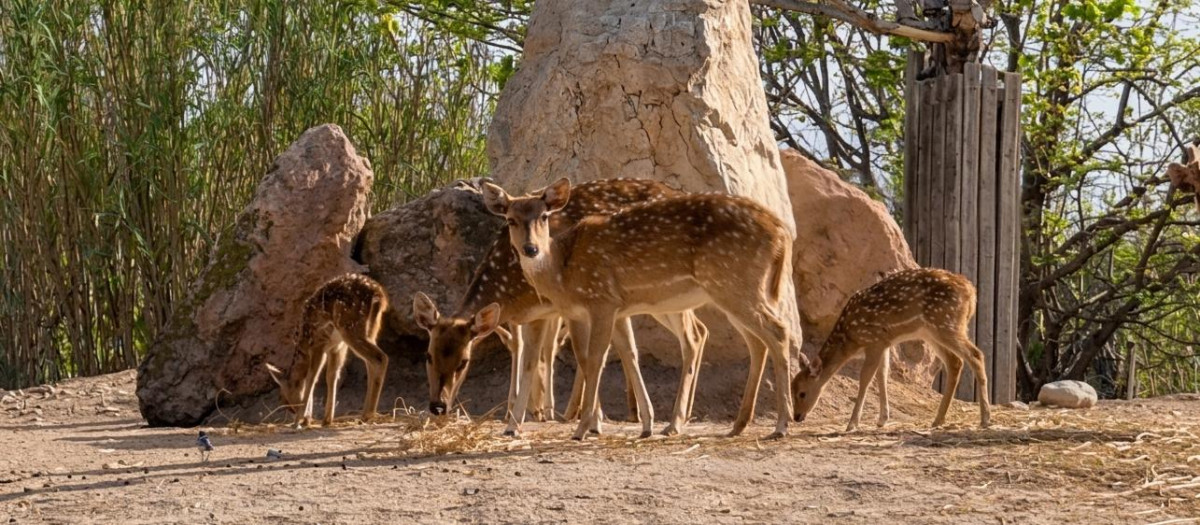 Imagen de una de las crías que han nacido en Terra Natura