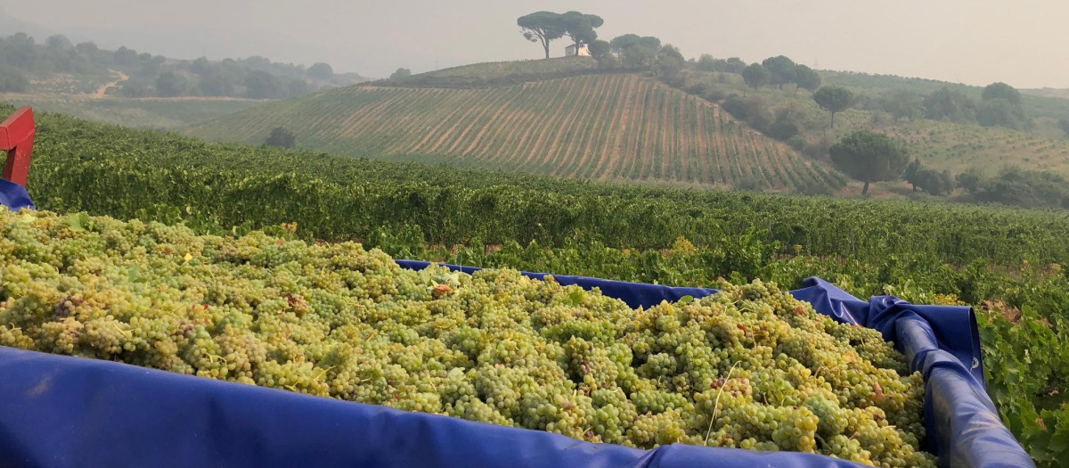 Un viñedo en la localidad leonesa de Parandones