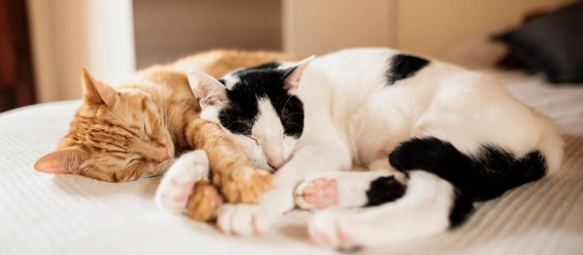 Dos gatos duermen en una cama