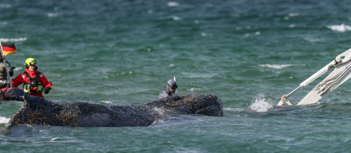 Ballena varada en Alemania