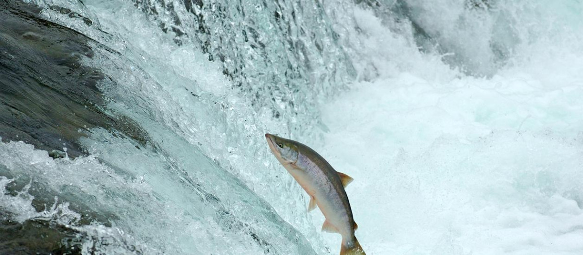 Salto de salmón