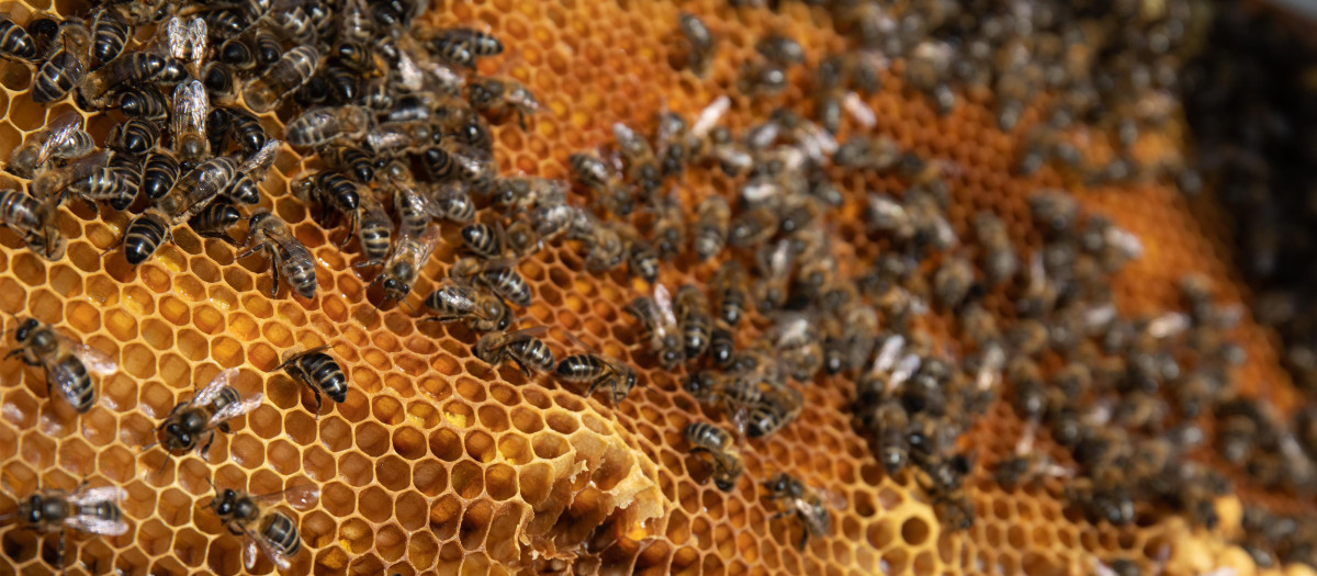 Detalle de un panal de abejas