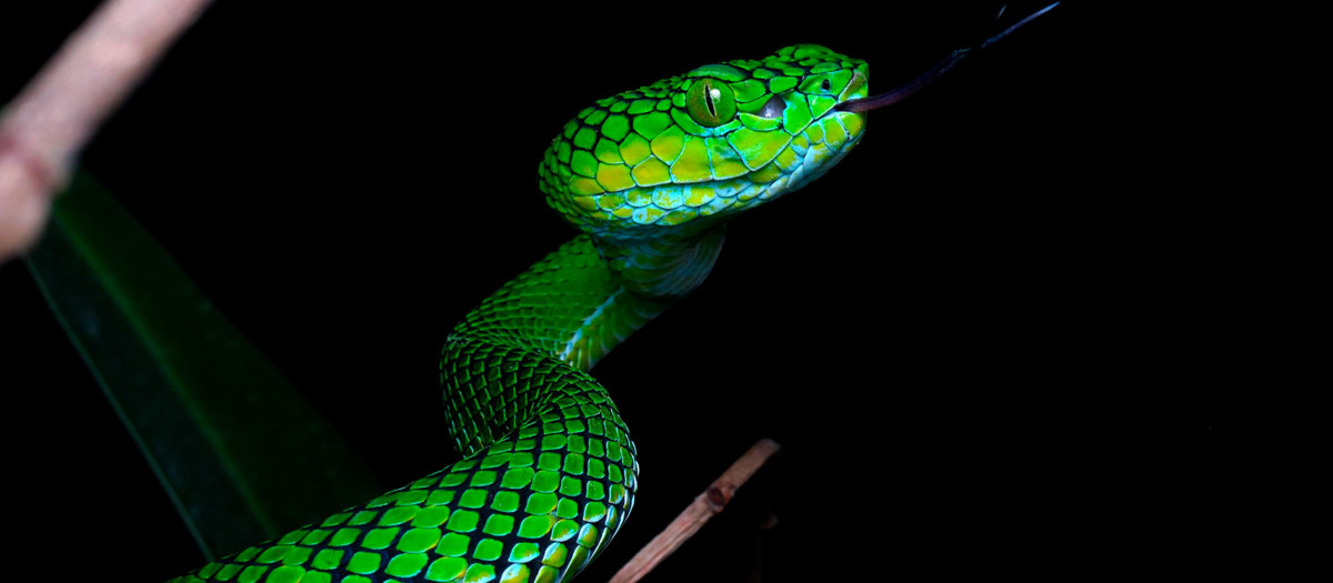 Trimeresurus gunaleni