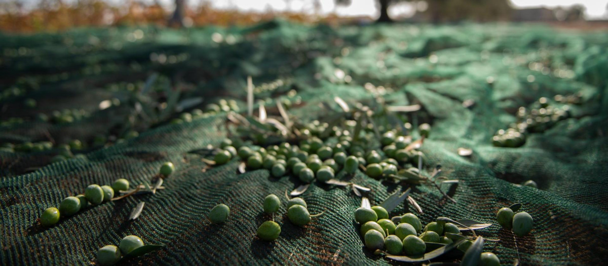 Aceitunas