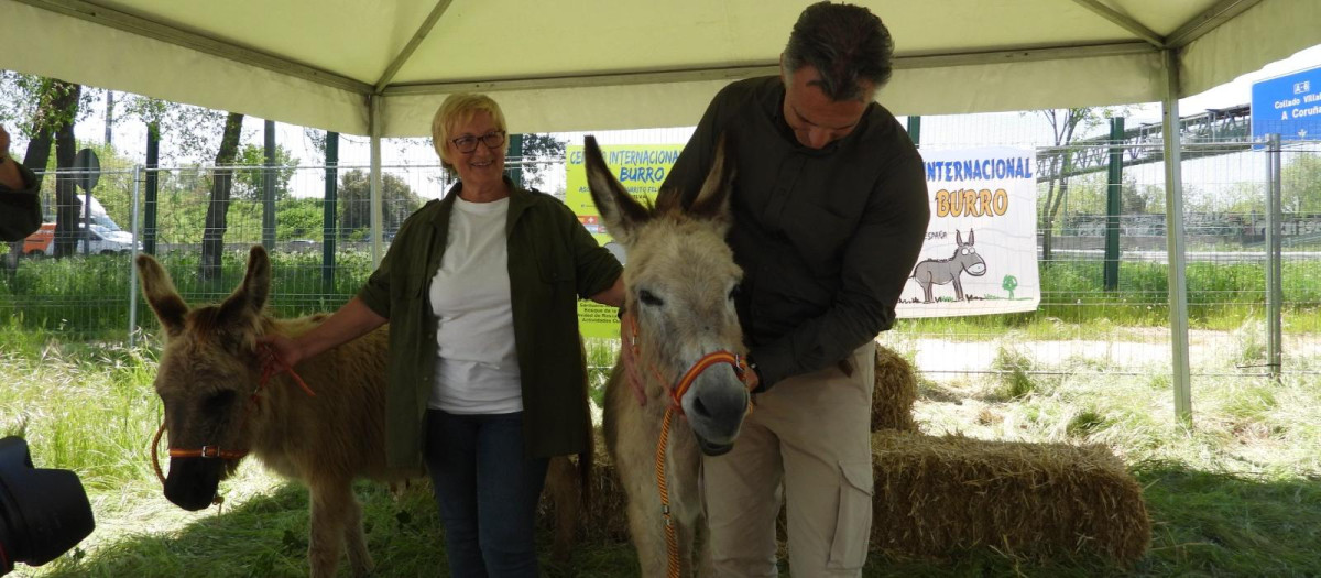Exposición de burros en el Salón Internacional del Campo