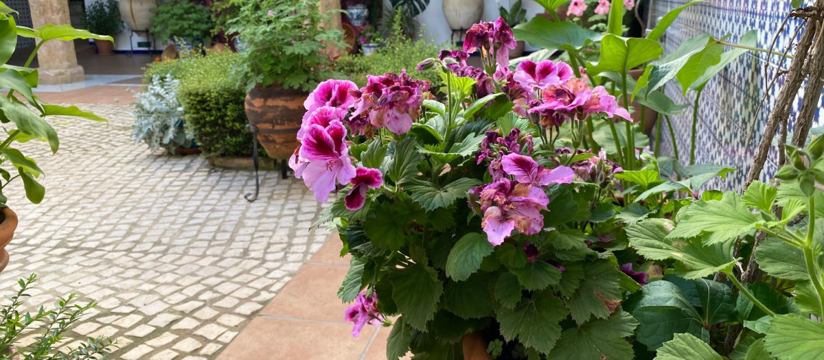 Flores en un patio de Córdoba