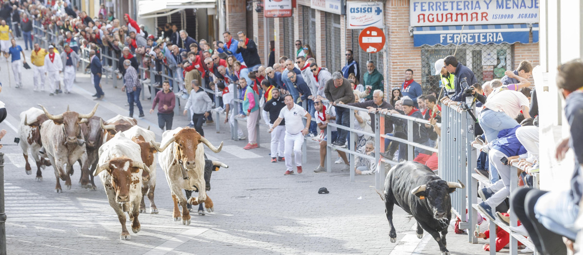 Imagen de los tradicionales encierros de Cuéllar, localidad segoviana con gran concentración de los apellidados Muñoz
