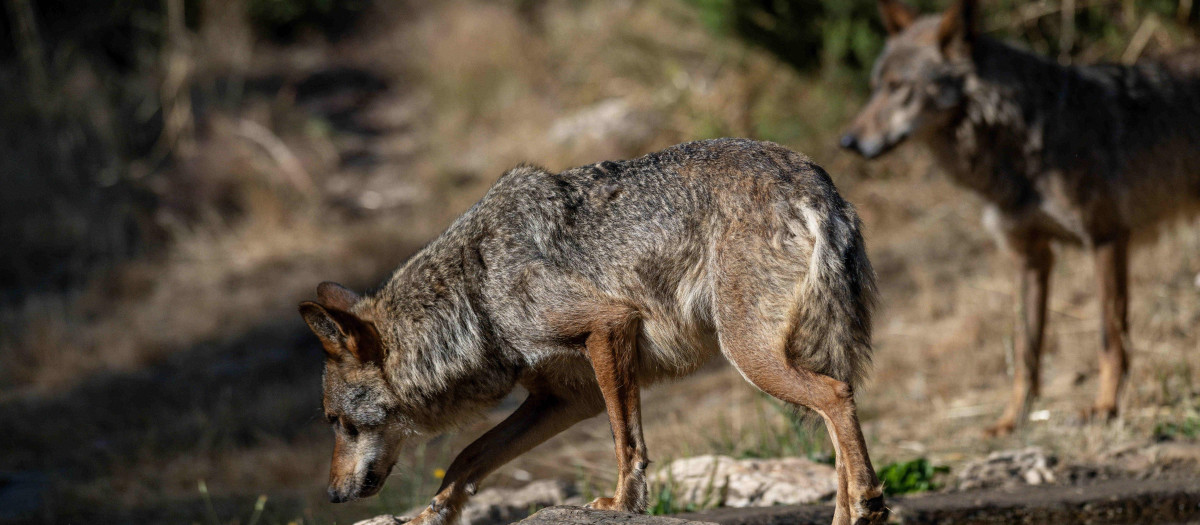 Lobo ibérico en Puebla de Sanabria, Zamora (España)