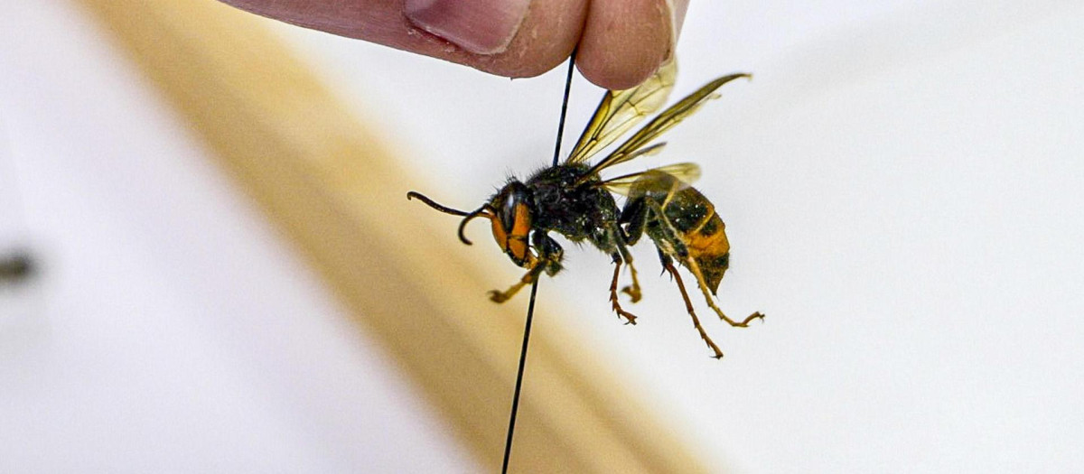 Avispa velutina