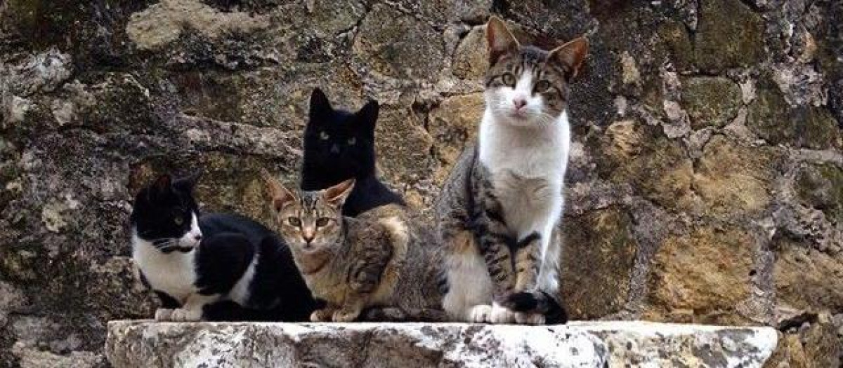 Gatos de la colonia del templo romano de Córdoba