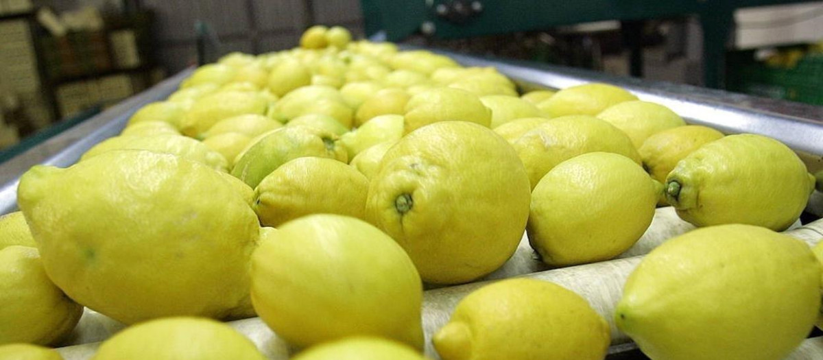 Limones