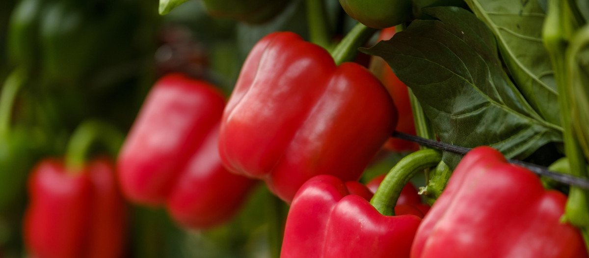 Cultivo de pimientos