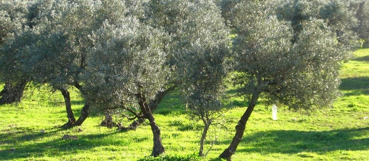 Olivar en España