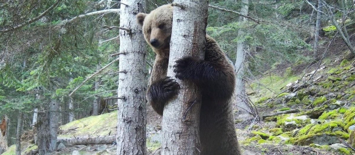 Imagen de archivo de un oso pardo en el Pirineo