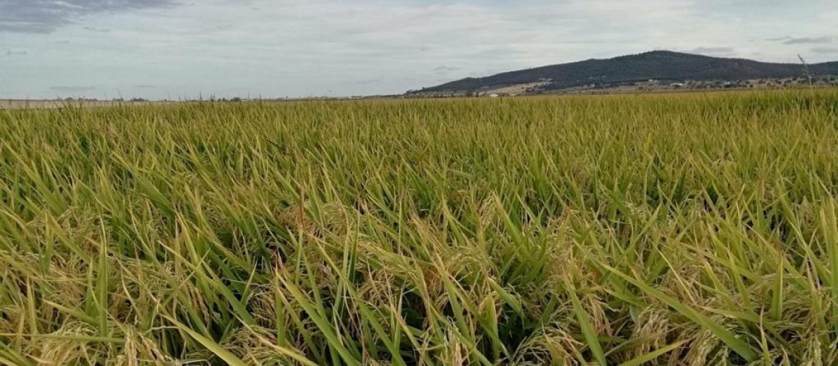 Cultivo de arroz en España