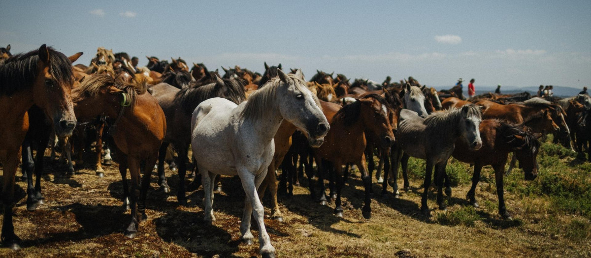 Caballos salvajes en Pontevedra