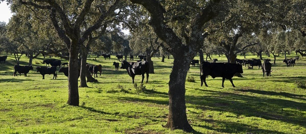 Ganadería de toro de lidia en España