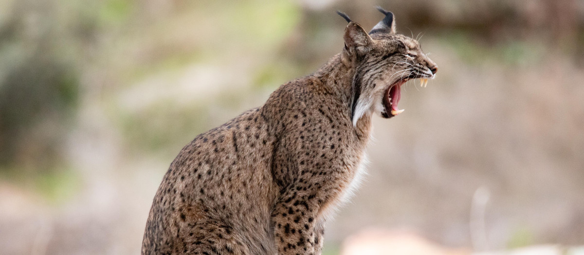Un lince ibérico en España