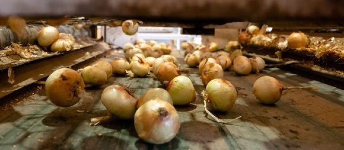 Cebollas
