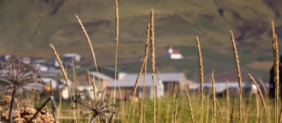 Cultivo de cereal en el entorno donde se proyecta el Plan de Sectorización Alma-Meco