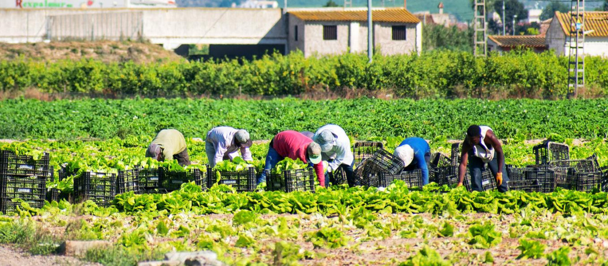 Trabajadores recogen lechugas en una huerta de Murcia.
