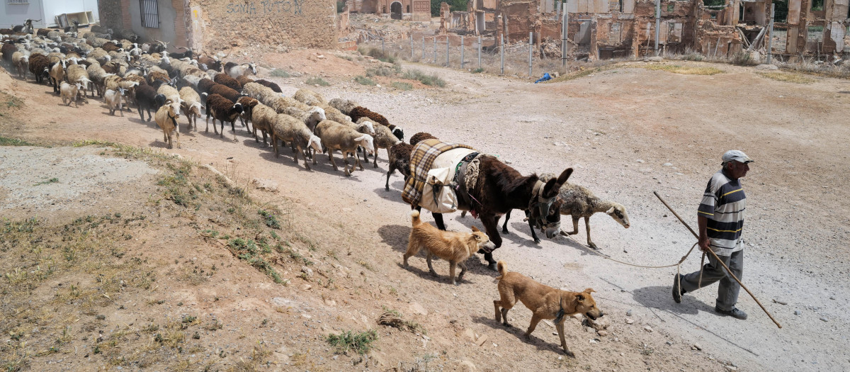 El pastor Luis Villar con sus ovejas en el campo de Belchite, Aragón