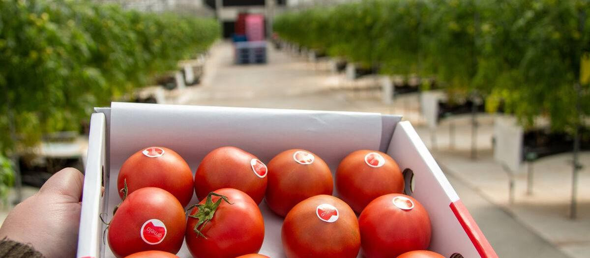 El tomate amela