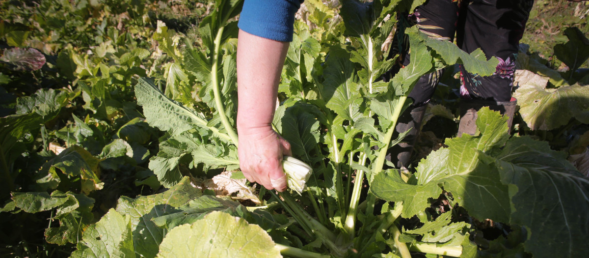 Una agricultora recoge grelos en Galicia