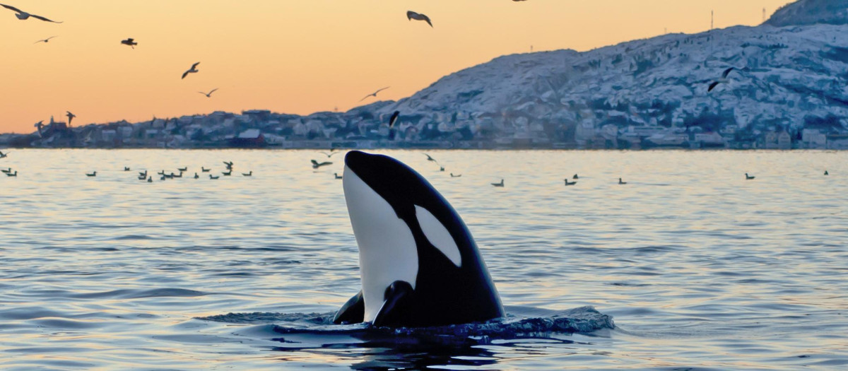 Big Orca looking around