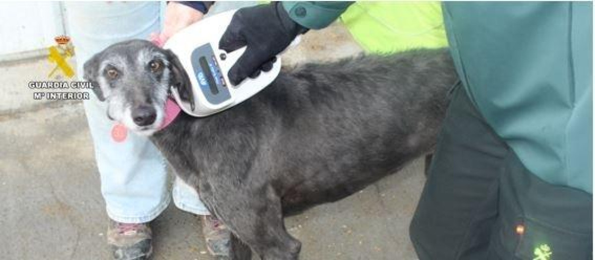 Imagen de la galga abandonada en Medina de Rioseco (Valladolid)