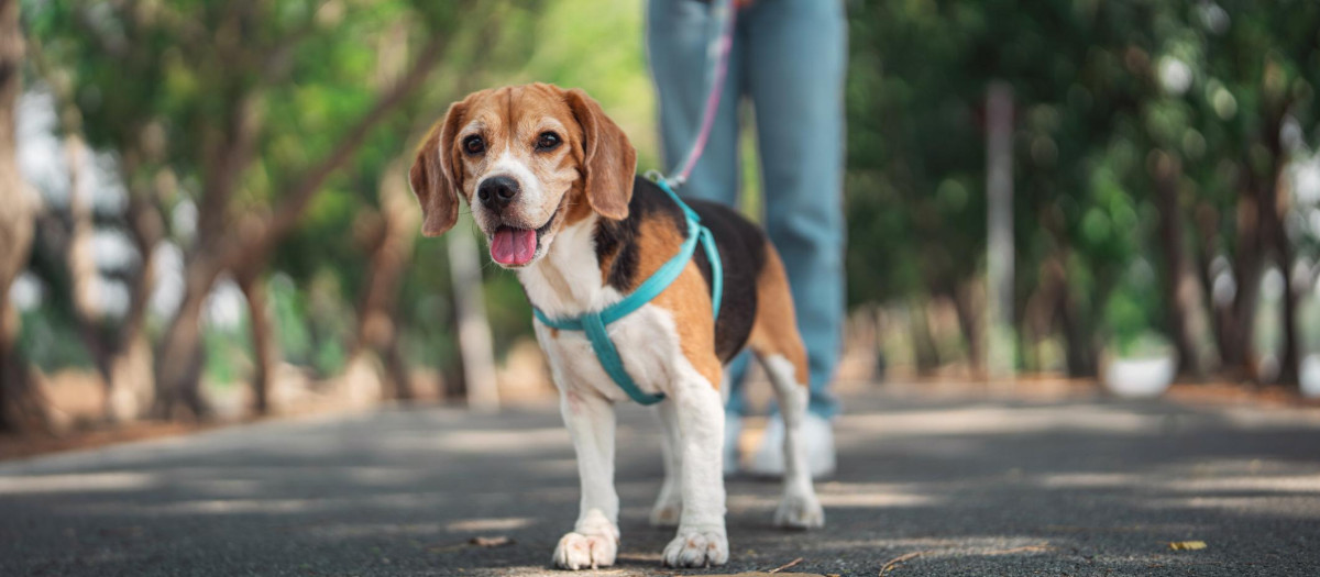 Una persona paseando a su perro en verano