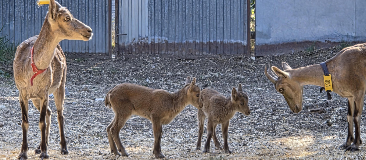 Cabras monteses obtenidas mediante fecundación in vitro