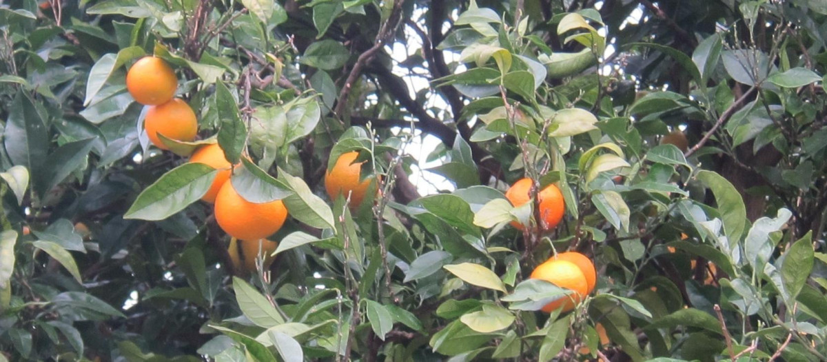 Naranjas en el árbol