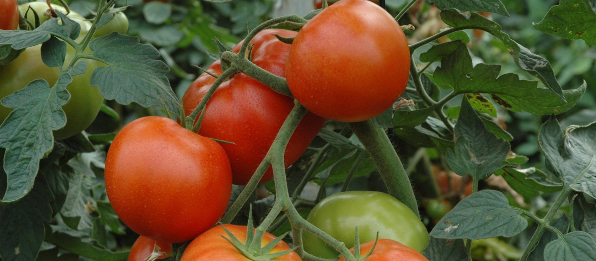 Producción de tomate en España