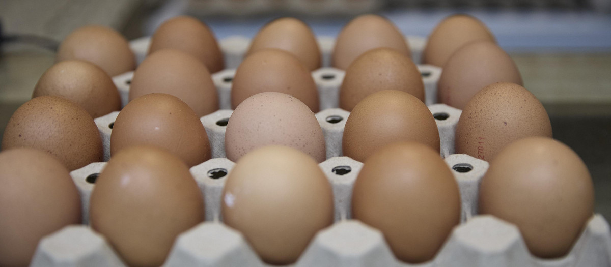 Paquete de huevos