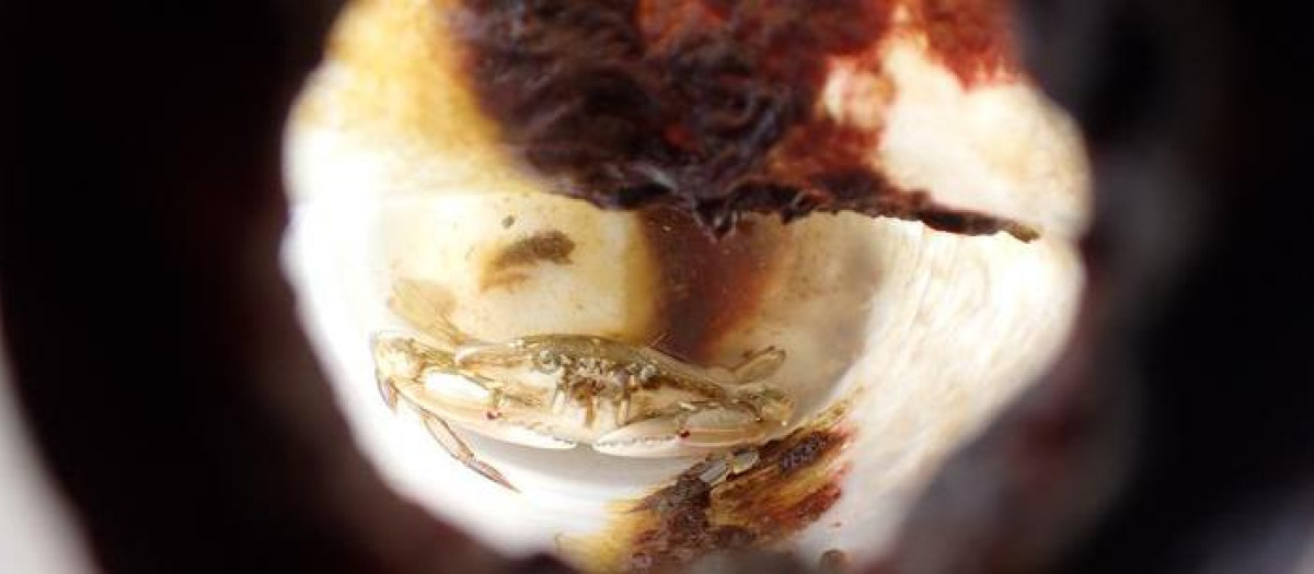 Un cangrejo grande y vivo, Portunus sanguinolentus, atrapado dentro de la botella