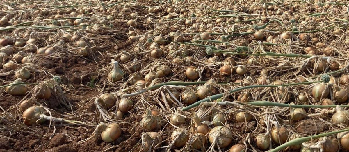 Cebollas sin recoger en el campo