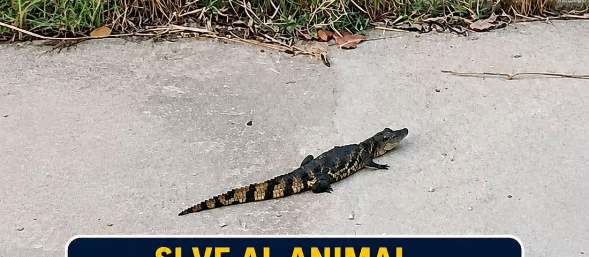 Imagen del cartel de la alerta por la presencia de un caimán en Sax.