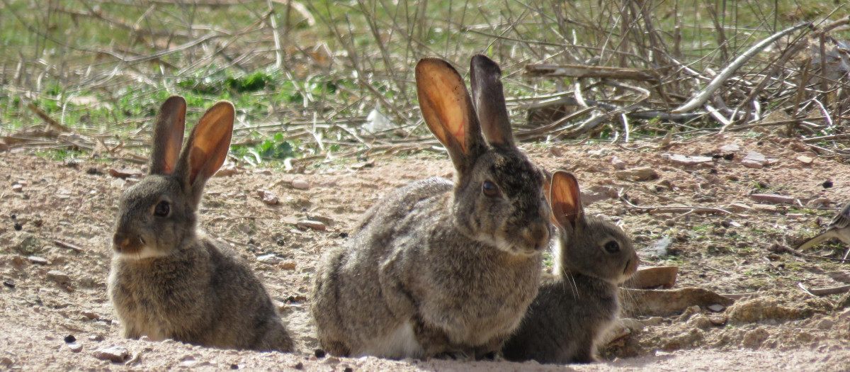 Conejos en el campo
