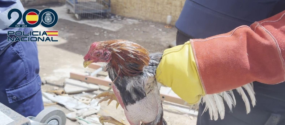 Uno de los animales rescatados por la Policía en la operación