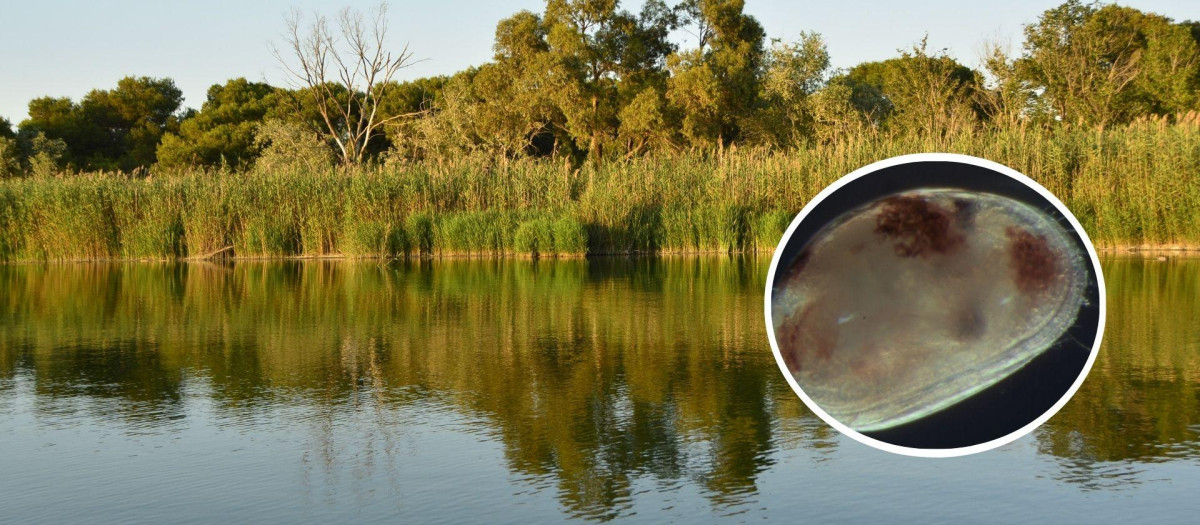 Montaje del humedal de la Albufera de Valencia y un crustáceo estudiado