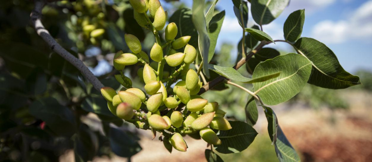 Pistachos