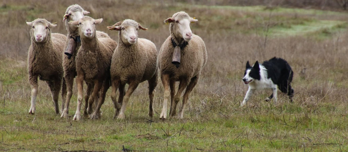 Un border collie conduce a las ovejas en las instalaciones de Inducan