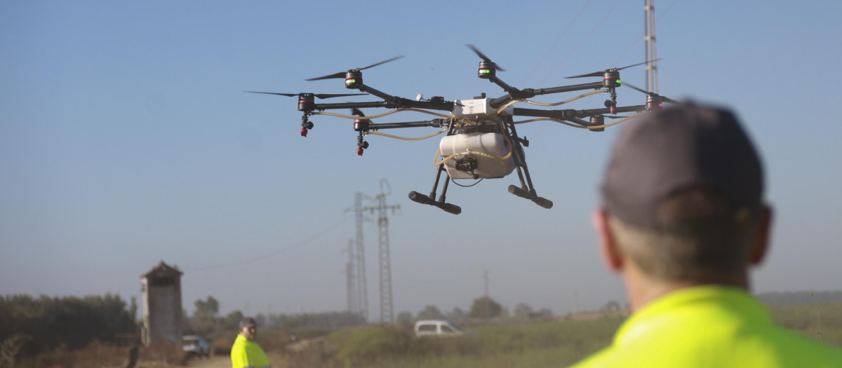 Un dron interviene en la campaña para el tratamiento contra los mosquitos que propagan el Virus del Nilo Occidental (VNO) sobre un arrozal (archivo)