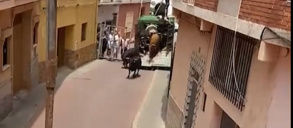 Imagen de las vacas y toros del ganadero Luis López que se escaparon durante un festejo en Gátova (Valencia).