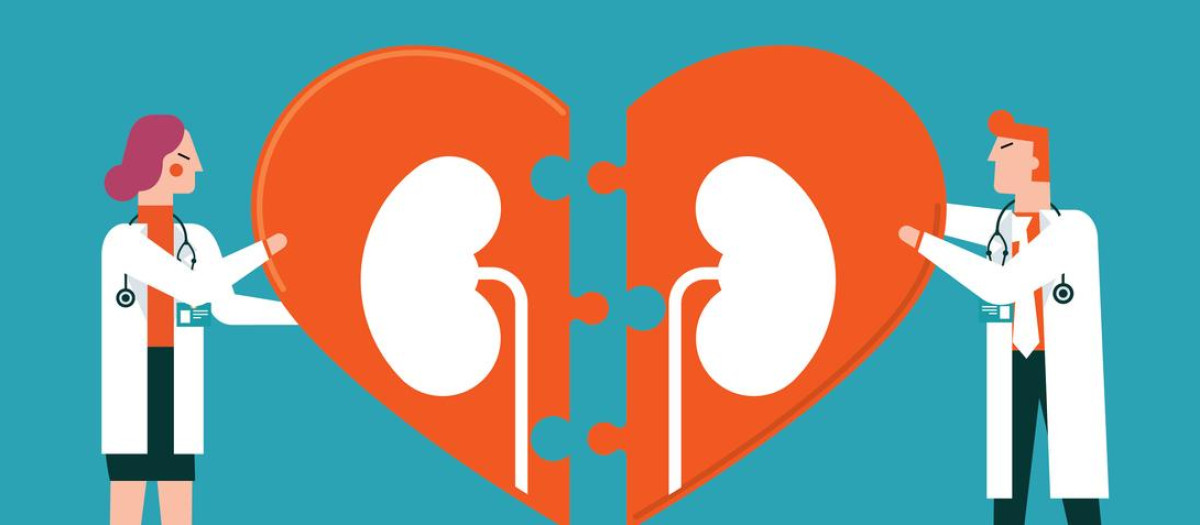 Los riñones también avisan de problemas cardiovasculares
