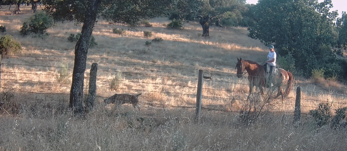 De itinerario a caballo con mis dos perros