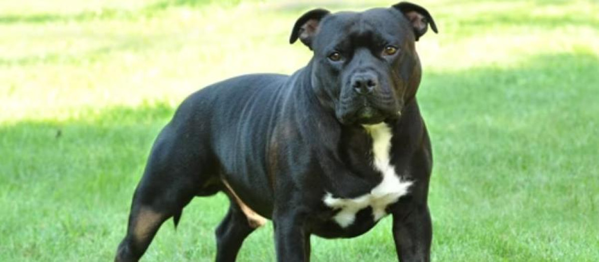 Un perro de raza American Stanford