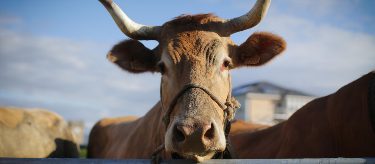 Una vaca en la Feria en Defensa del Ganado de Montaña, en Galicia