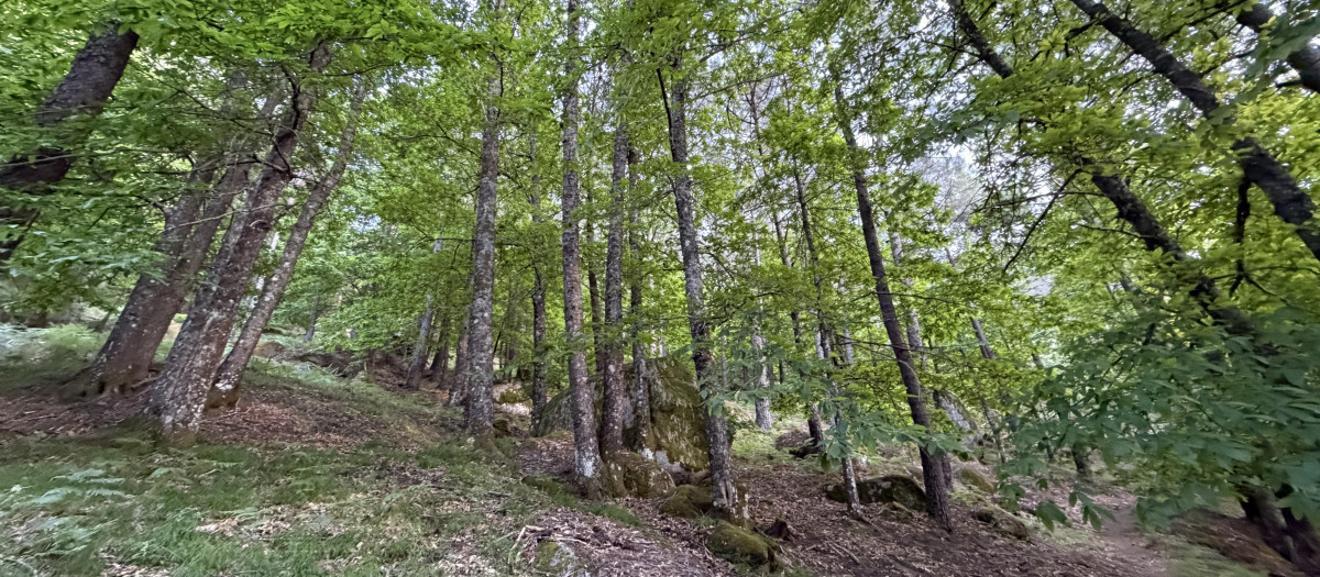 Bosques en la Sierra de La Adrada (Ávila)